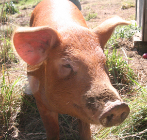 Raising and Eating Pastured Animals