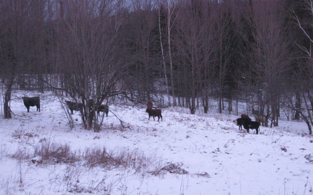 Meet Our Cows