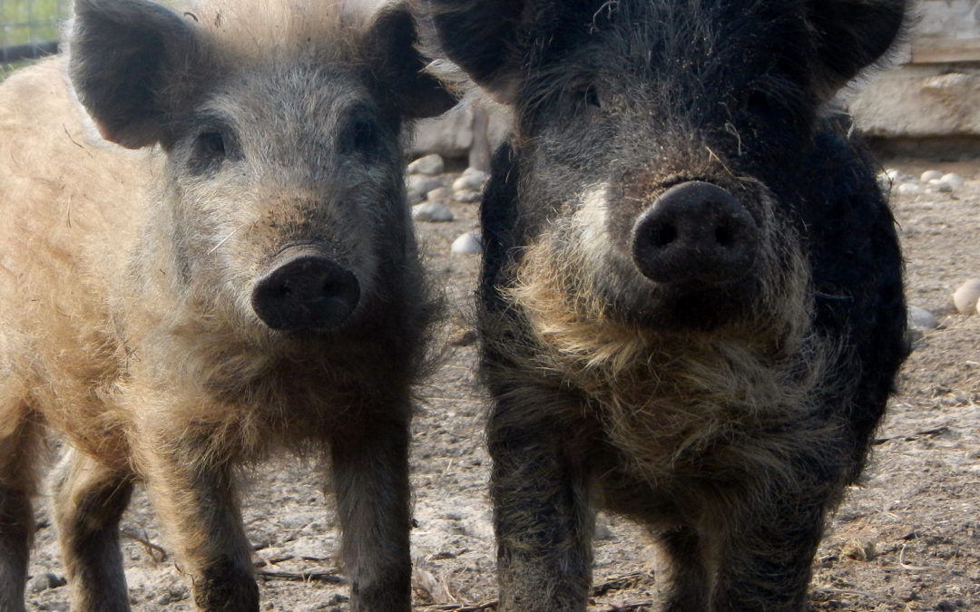 Please Help My Friends Mark and Jill Baker, Criminalized for raising Mangalitsa Pigs