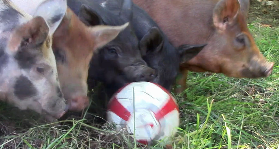 World Cup Fever Hits The Farm at Woods Hill